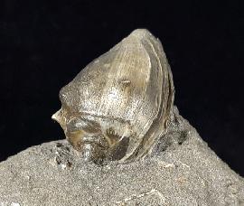 Athleta ficulina rarispina (LAMARCK 1811) - Bild © FossNet FossilienStore